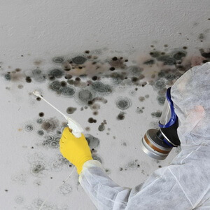 Mold Removal