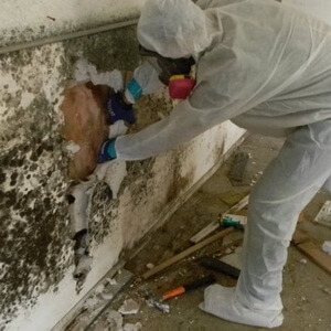 Mold Removal Damage Restoration